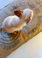 PANCHO’S DEN Dog BED