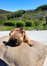 R.A.T.P DOG BED
