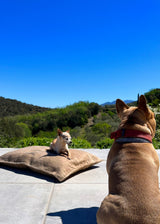 R.A.T.P DOG BED